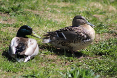 Anas platyrhynchos