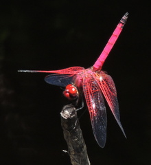 Trithemis selika