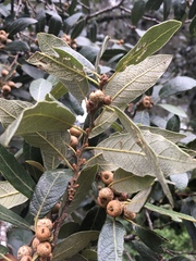 Quercus castanea