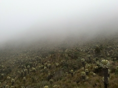 Espeletia pycnophylla