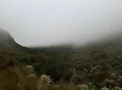 Espeletia pycnophylla