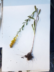 Solidago hispida huronensis