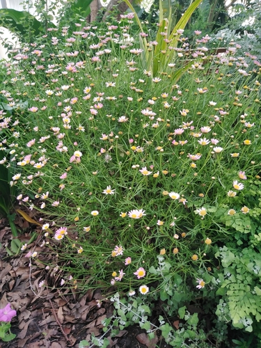 Argyranthemum frutescens