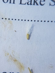 Solidago hispida huronensis