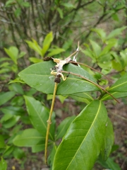 Phrynarachne ceylonica