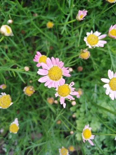 Argyranthemum frutescens