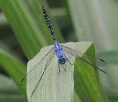 Trithemis stictica