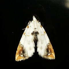 Musotiminae