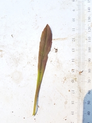 Solidago hispida huronensis