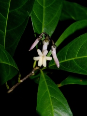 Amphirrhox longifolia