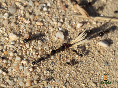 Messor barbarus