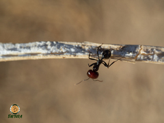 Messor barbarus