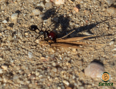 Messor barbarus