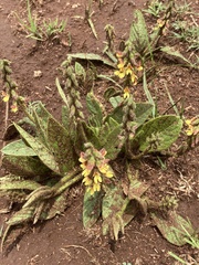 Eriosema cordatum