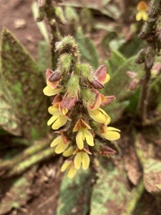 Eriosema cordatum