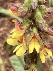 Eriosema cordatum