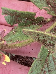 Eriosema cordatum