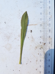 Solidago hispida huronensis