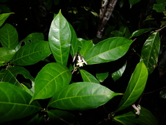 Amphirrhox longifolia