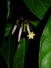 Amphirrhox longifolia
