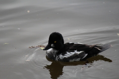 Bucephala clangula