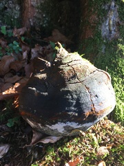 Fomitiporia hartigii