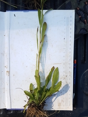Solidago hispida huronensis