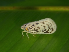 Copsyrna maculata
