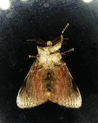 Aididae