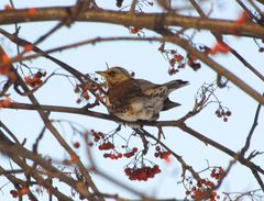 Turdus pilaris