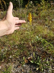 Solidago hispida huronensis