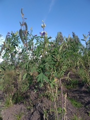 Lupinus mutabilis