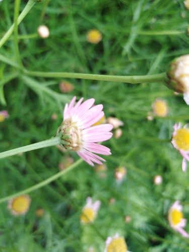 Argyranthemum frutescens