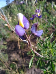 Lupinus mutabilis