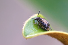 Megabruchidius dorsalis