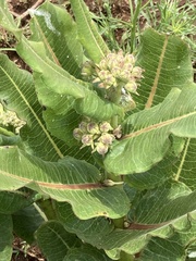 Xysmalobium undulatum