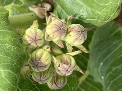Xysmalobium undulatum