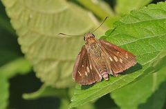 Polytremis lubricans