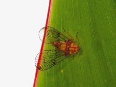 Paricana