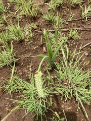 Albuca virens virens