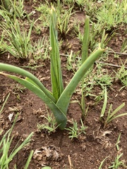 Albuca virens virens