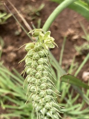 Albuca virens virens