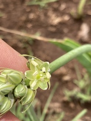 Albuca virens virens