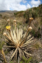 Espeletia congestiflora
