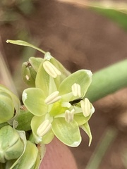 Albuca virens virens