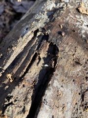 Ligidium blueridgense