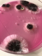 Aspergillus niger