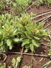 Acalypha angustata