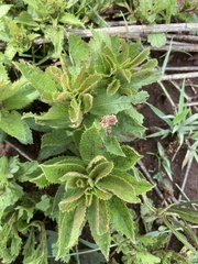 Acalypha angustata