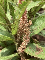 Acalypha angustata